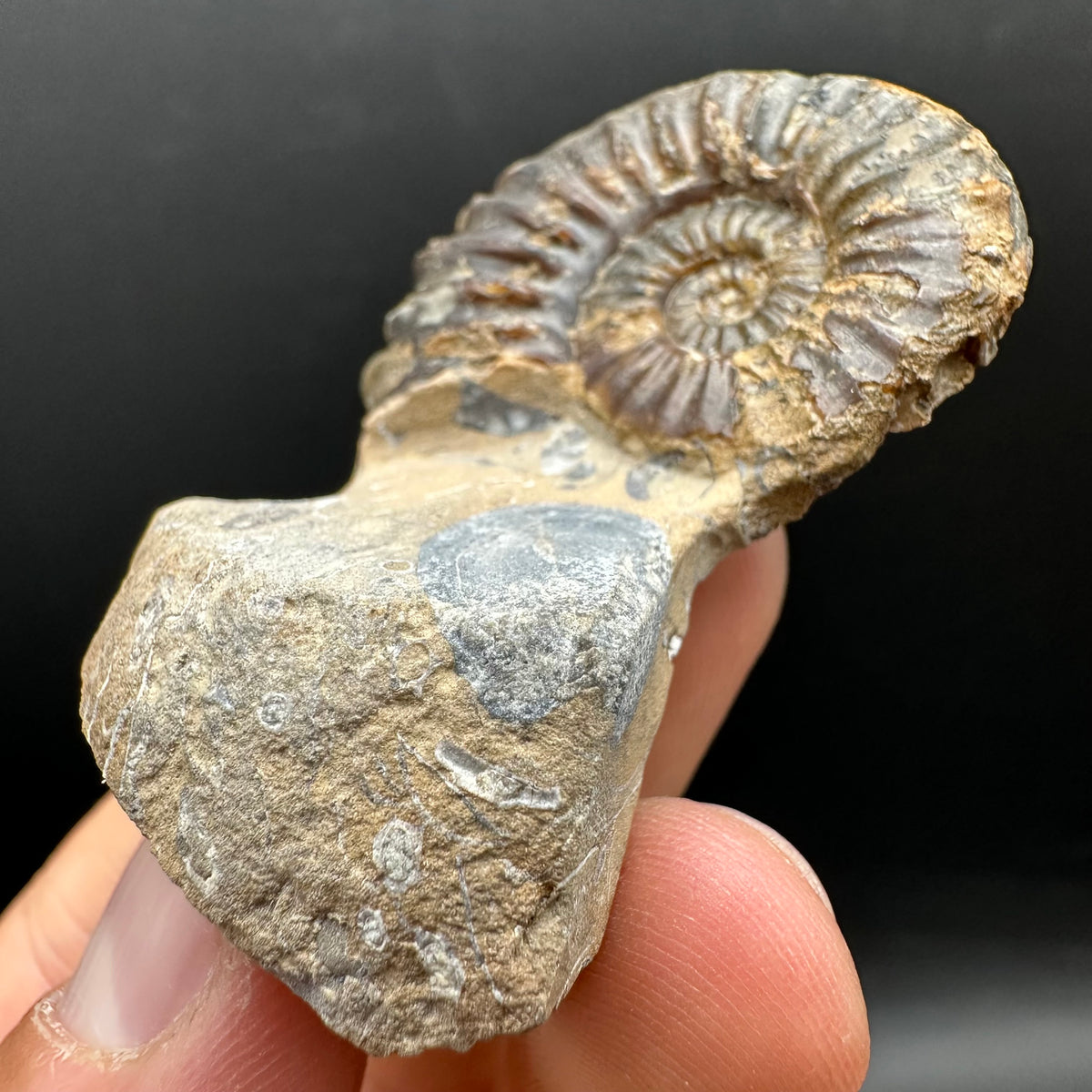 Pleuroceras paucicostatum ammonite fossil with box and stand - Whitby, North Yorkshire Jurassic Coast Yorkshire Fossils