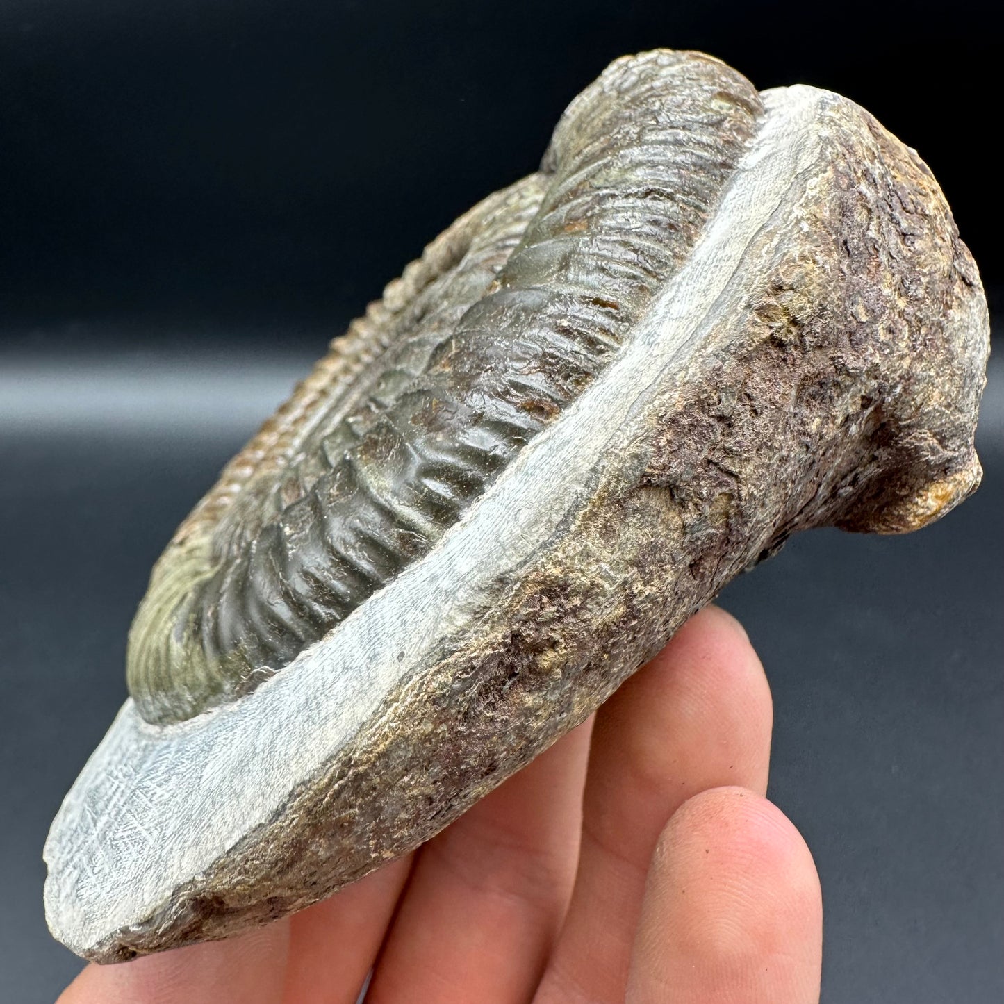 Dactylioceras Ammonite Fossil With Box And Stand - Whitby, North Yorkshire Jurassic Coast Yorkshire Fossils