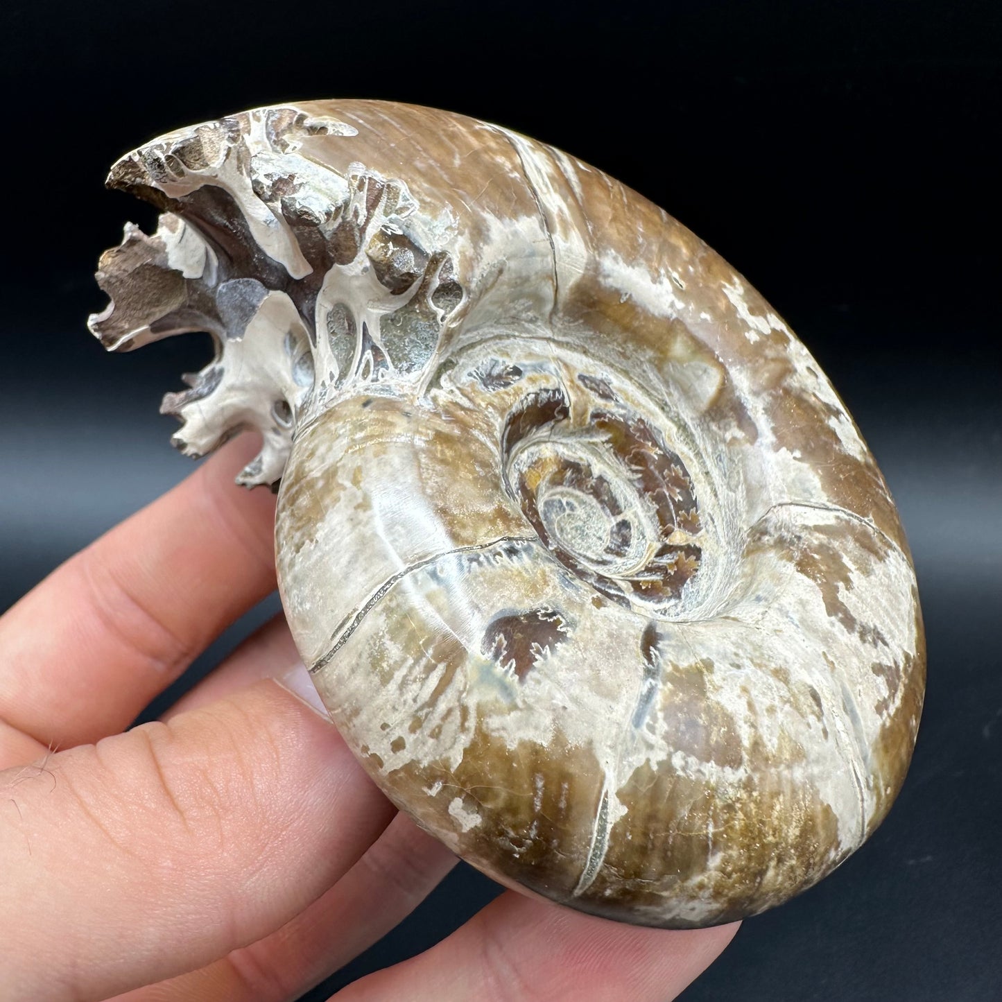 Puzosia Ammonite Fossil With Box And Stand - Cretaceous Ammonite Madagascar