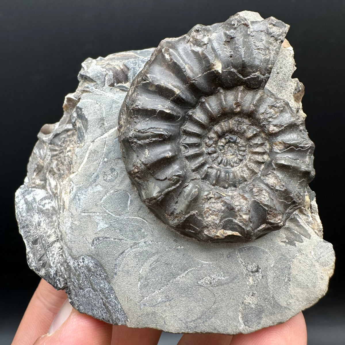 Pleuroceras paucicostatum ammonite fossil with box and stand - Whitby, North Yorkshire Jurassic Coast Yorkshire Fossils