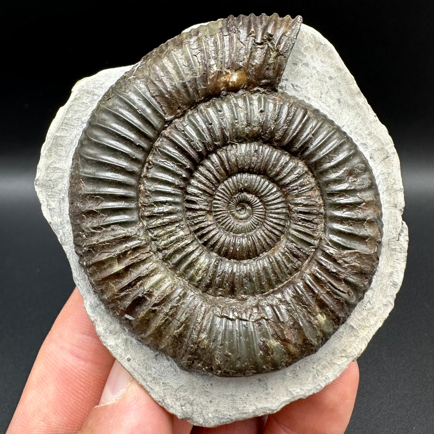 Dactylioceras Ammonite Fossil With Box And Stand - Whitby, North Yorkshire Jurassic Coast Yorkshire Fossils