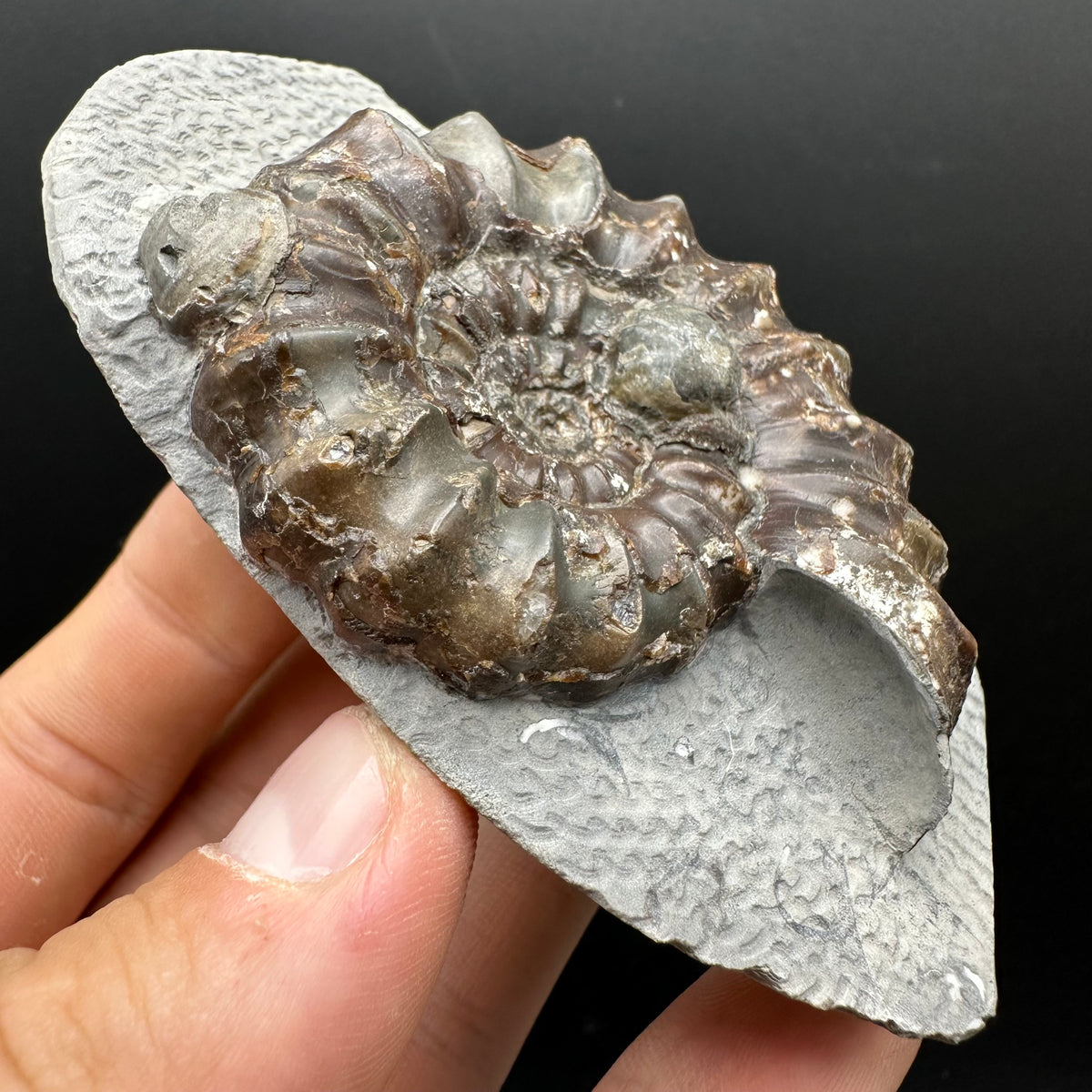Androgynoceras maculatum ammonite fossil with box and stand - Whitby, North Yorkshire Jurassic Coast Yorkshire Fossils