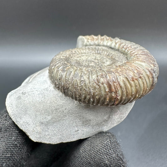 Dactylioceras Ammonite Fossil With Box And Stand - Whitby, North Yorkshire Jurassic Coast Yorkshire Fossils