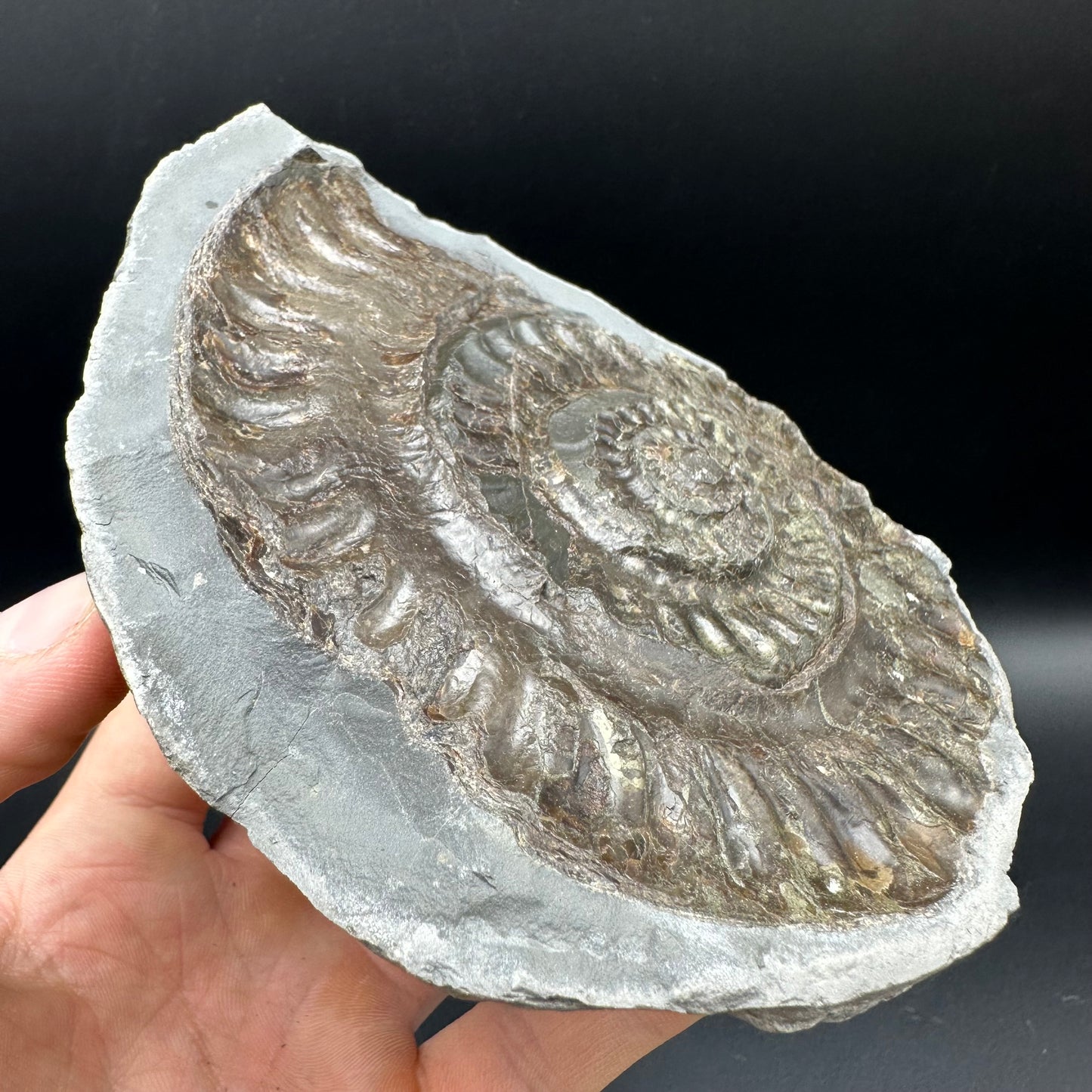 Hildoceras lusitanicum Ammonite nodule (split pair) Fossil With Stand - Whitby, North Yorkshire Jurassic Coast Yorkshire Fossils