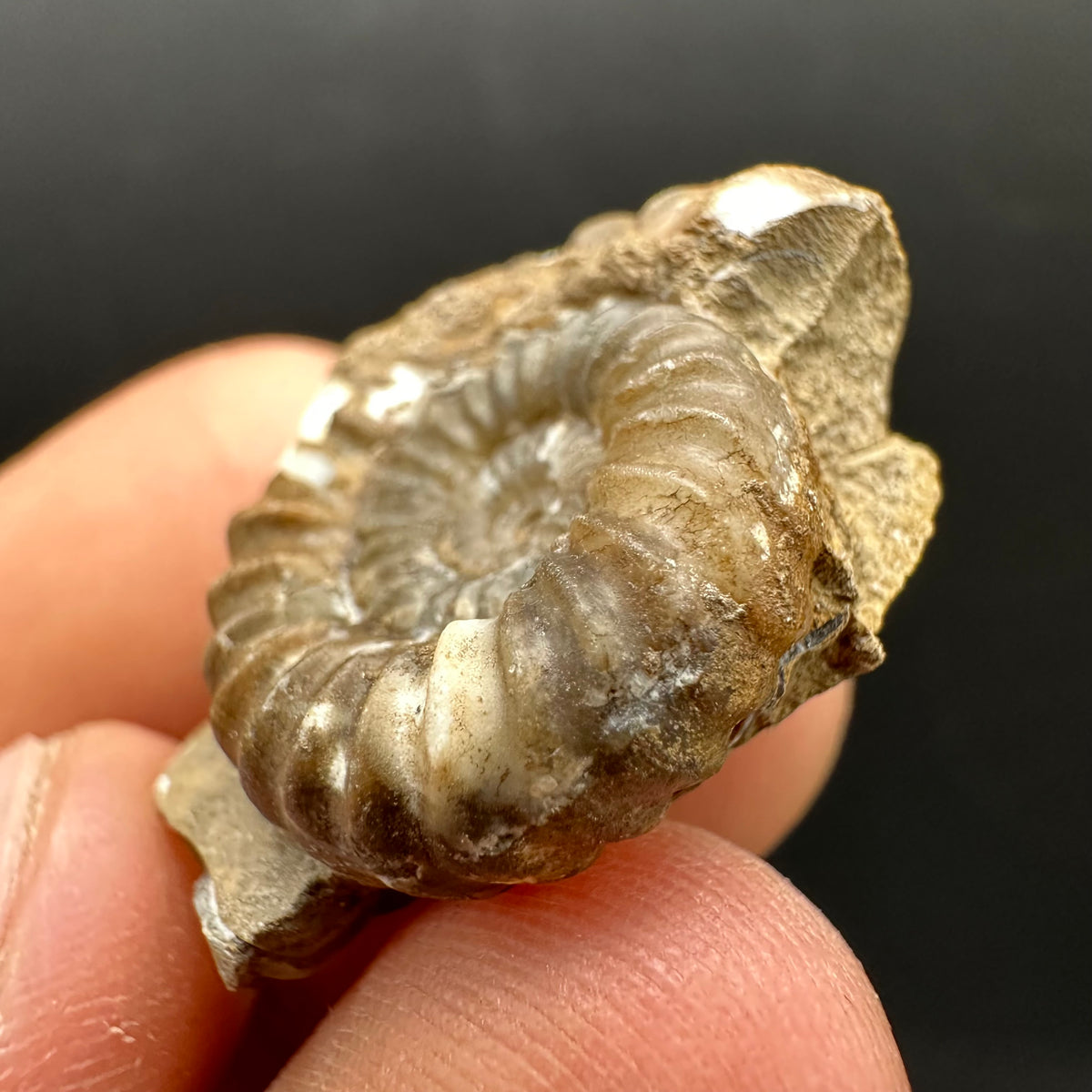 Androgynoceras capricornus Ammonite Fossil With Stand - Whitby, North Yorkshire Jurassic Coast Yorkshire Fossils