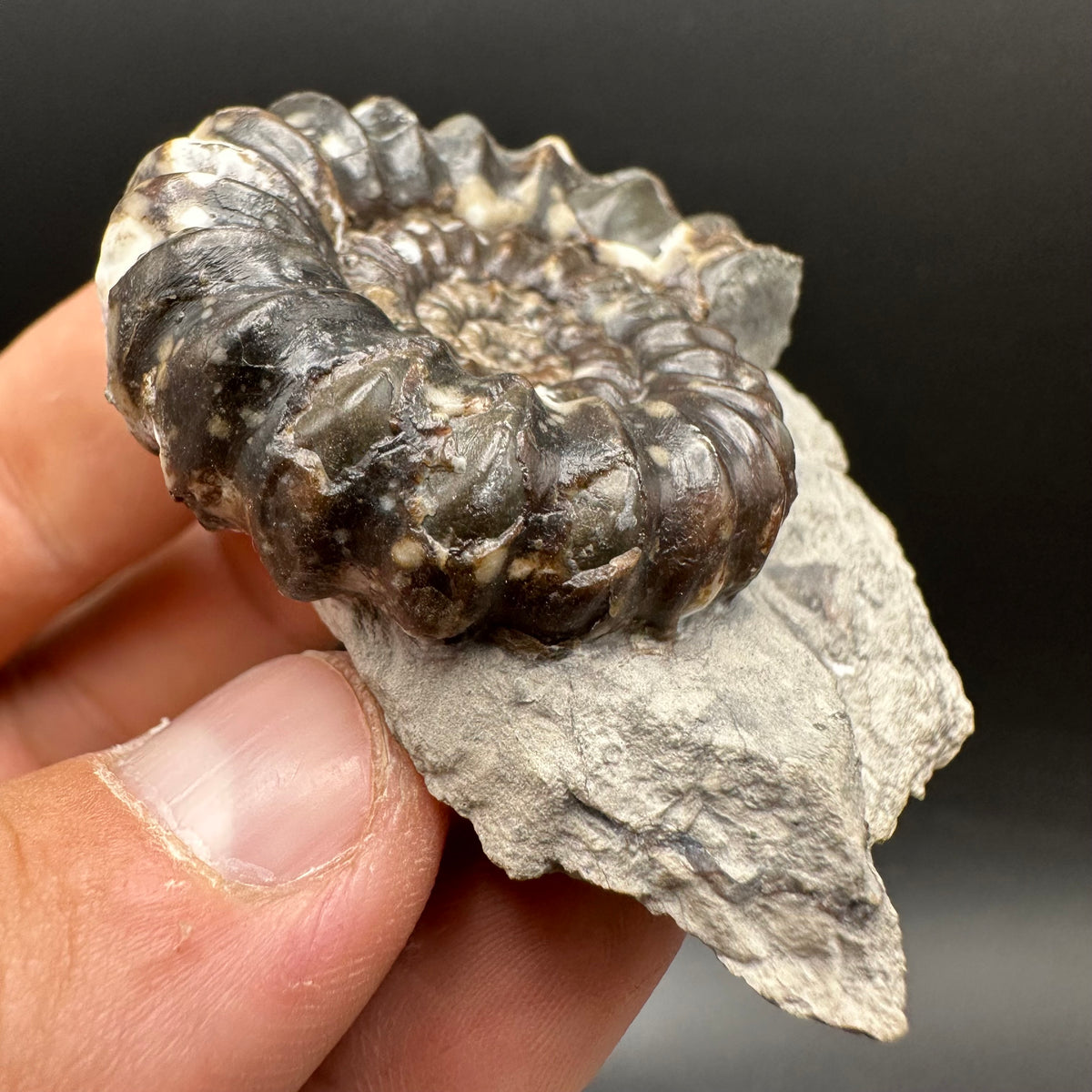 Androgynoceras maculatum ammonite fossil with box and stand - Whitby, North Yorkshire Jurassic Coast Yorkshire Fossils