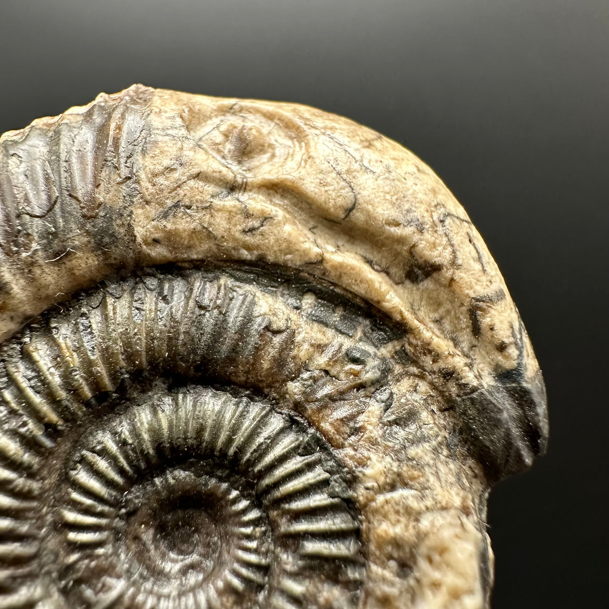 Snakestone Ammonite Fossil With Bag/Box And Stand - Whitby, North Yorkshire Jurassic Coast Yorkshire Fossils