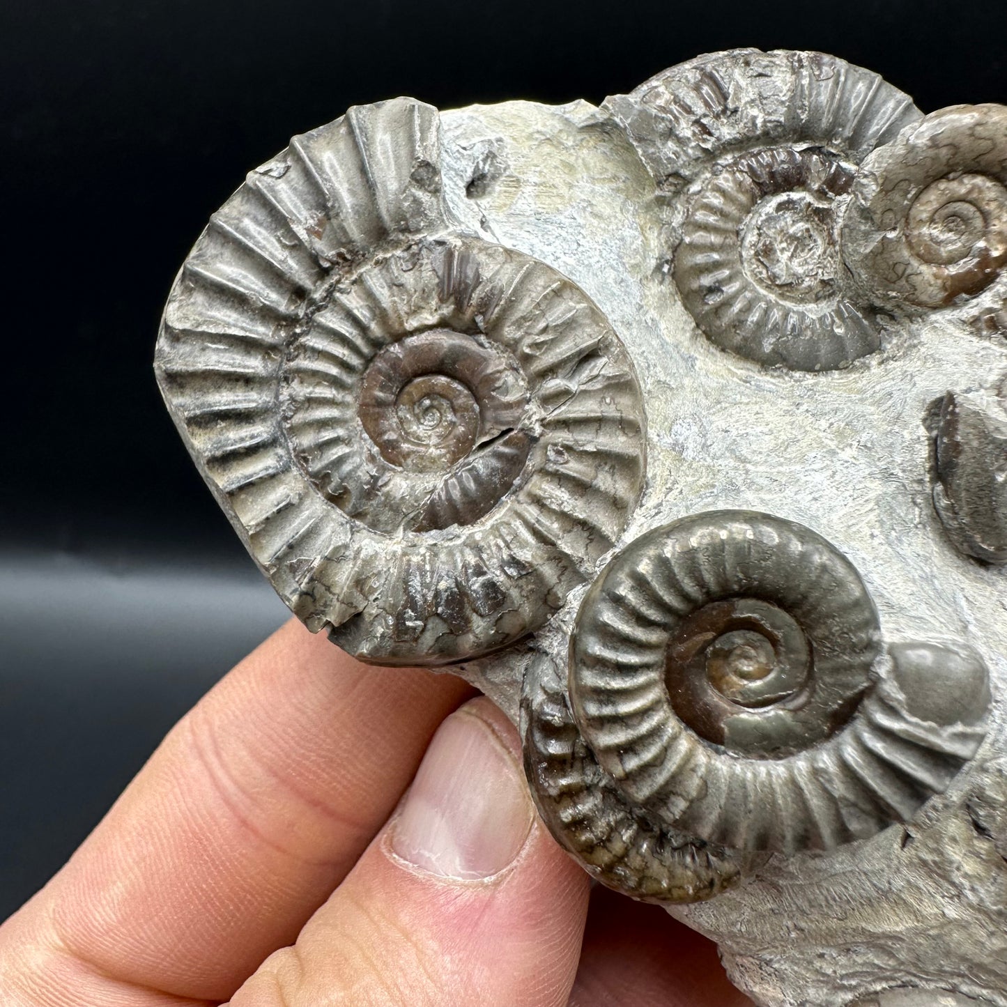 Arnioceras ammonite shell fossil with box and stand - Whitby, North Yorkshire Jurassic Coast Yorkshire Fossils