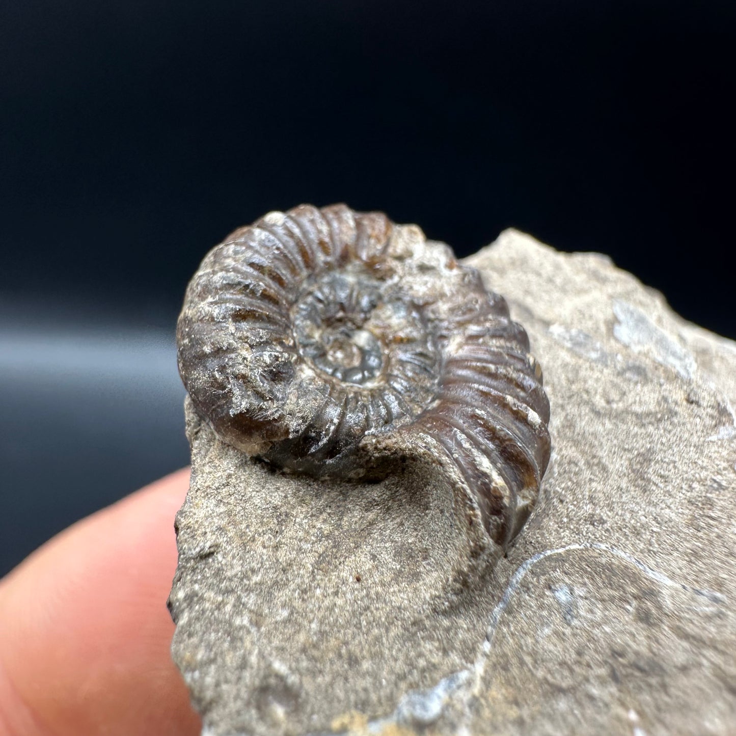 Androgynoceras capricornus Ammonite fossil with box and stand - Whitby, North Yorkshire Jurassic Coast Yorkshire Fossils