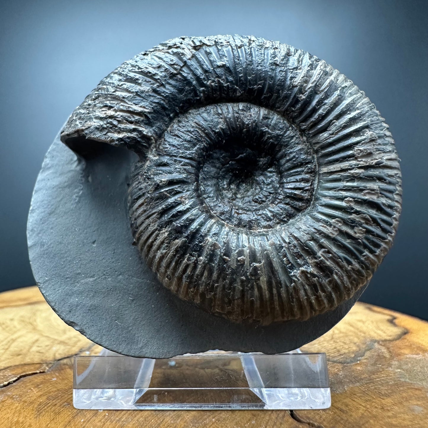 Dactylioceras semicelatum Ammonite fossil with stand - Whitby, North Yorkshire Jurassic Coast Yorkshire Fossils