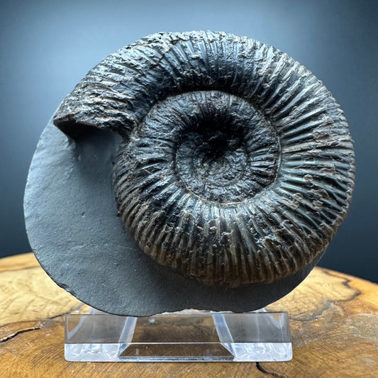 Dactylioceras semicelatum Ammonite fossil with stand - Whitby, North Yorkshire Jurassic Coast Yorkshire Fossils