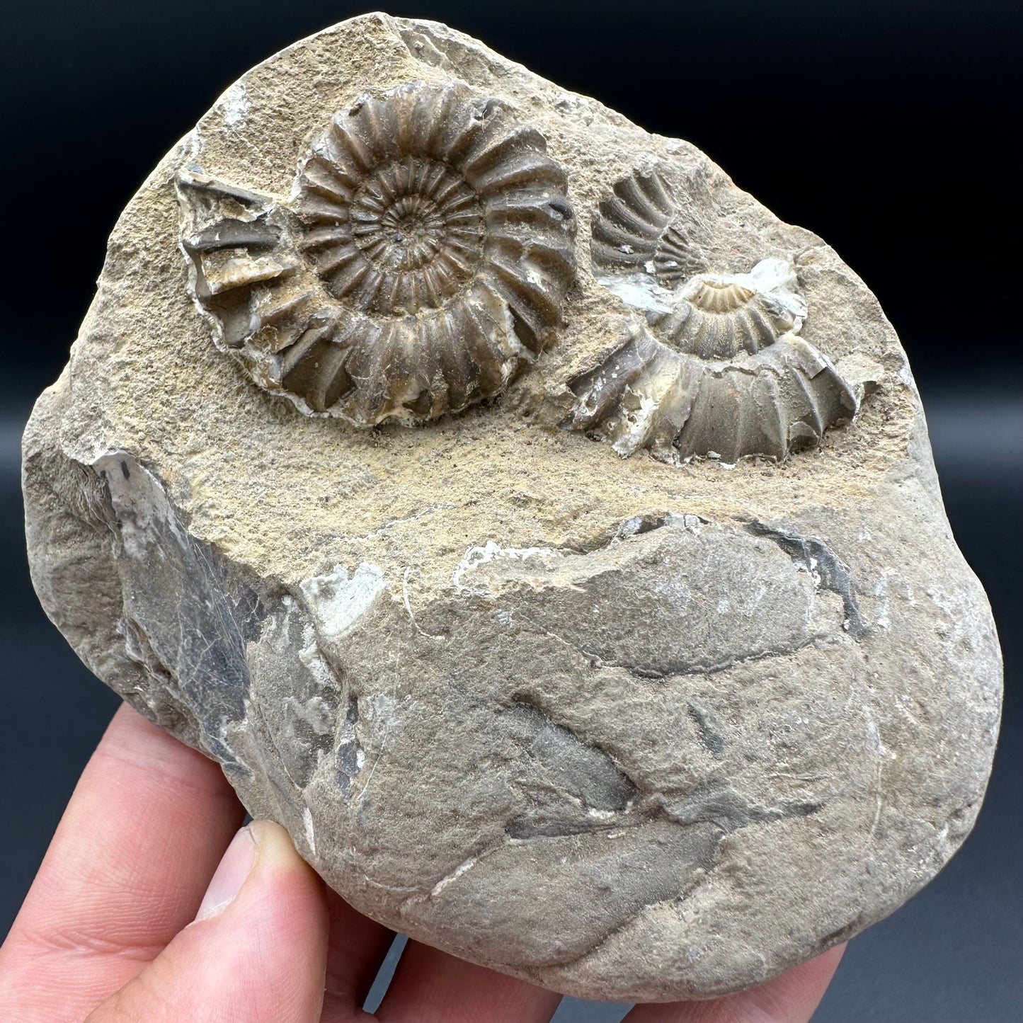 Androgynoceras Capricornus ammonite fossil with box and stand - Whitby, North Yorkshire Jurassic Coast Yorkshire Fossils