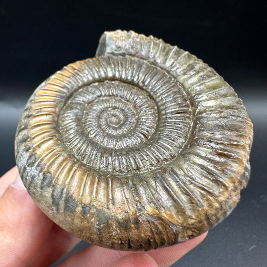 Dactylioceras Ammonite Fossil With Box And Stand - Whitby, North Yorkshire Jurassic Coast Yorkshire Fossils