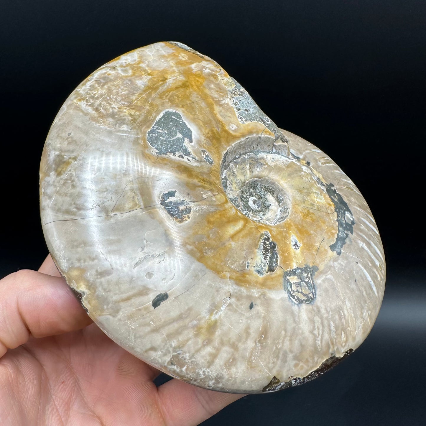 Cleoniceras Ammonite Fossil With Stand - Cretaceous Ammonite Madagascar