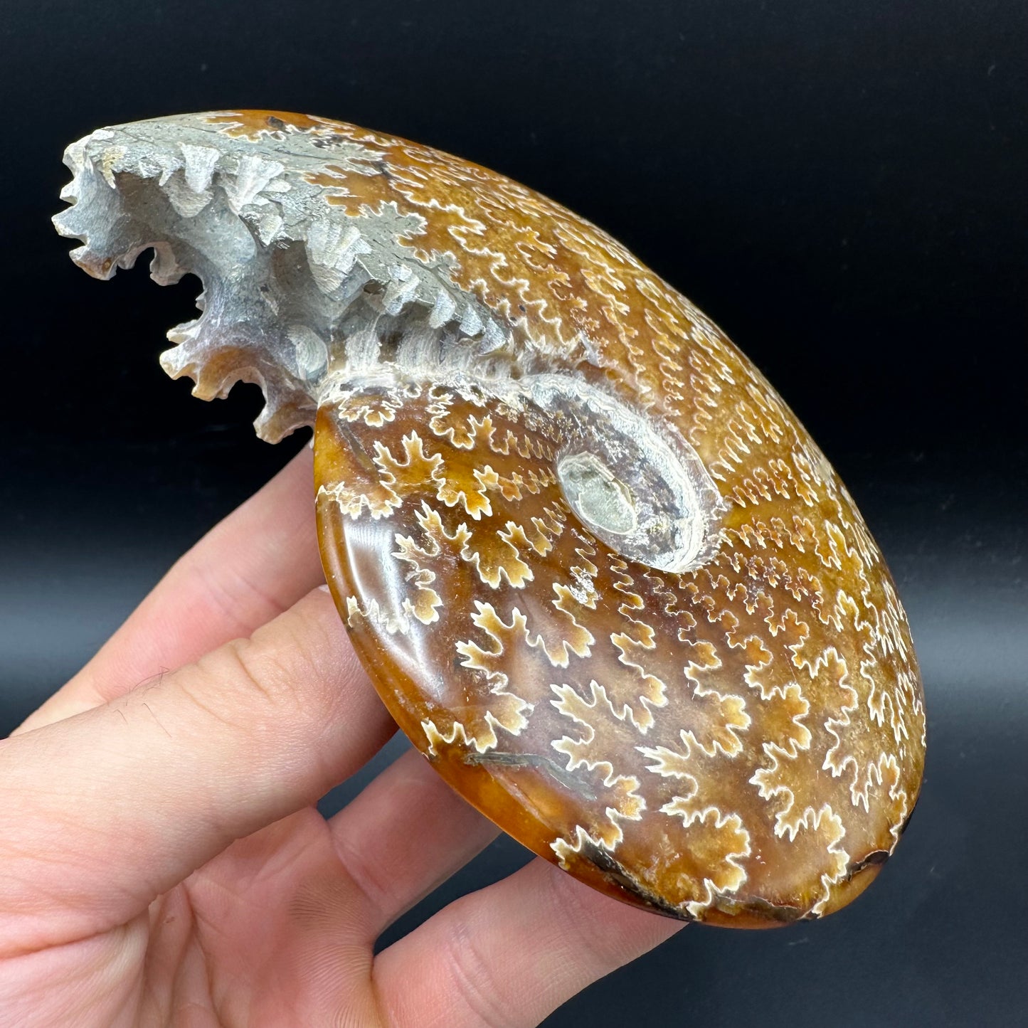 Cleoniceras Ammonite Fossil With Box And Stand - Cretaceous Ammonite Madagascar