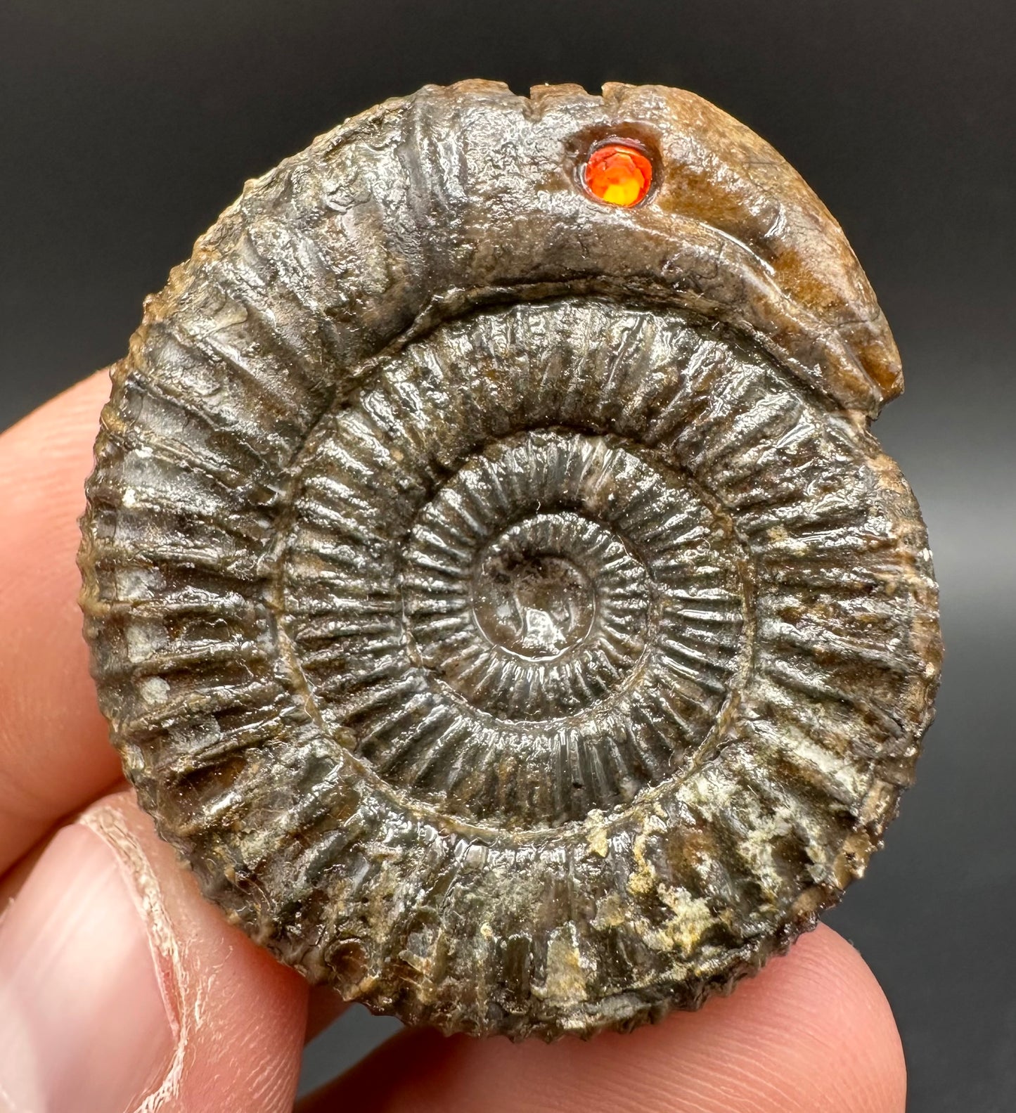 Snakestone Ammonite Fossil With Bag/Box And Stand - Whitby, North Yorkshire Jurassic Coast Yorkshire Fossils