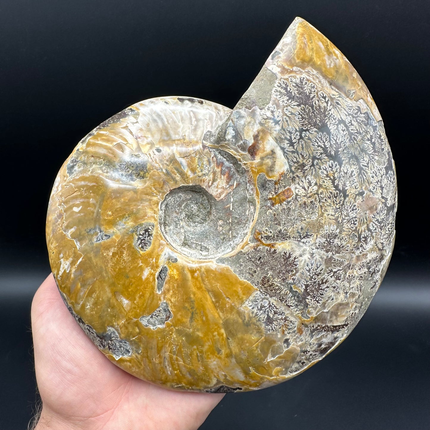 Cleoniceras Ammonite Fossil With Stand - Cretaceous Ammonite Madagascar