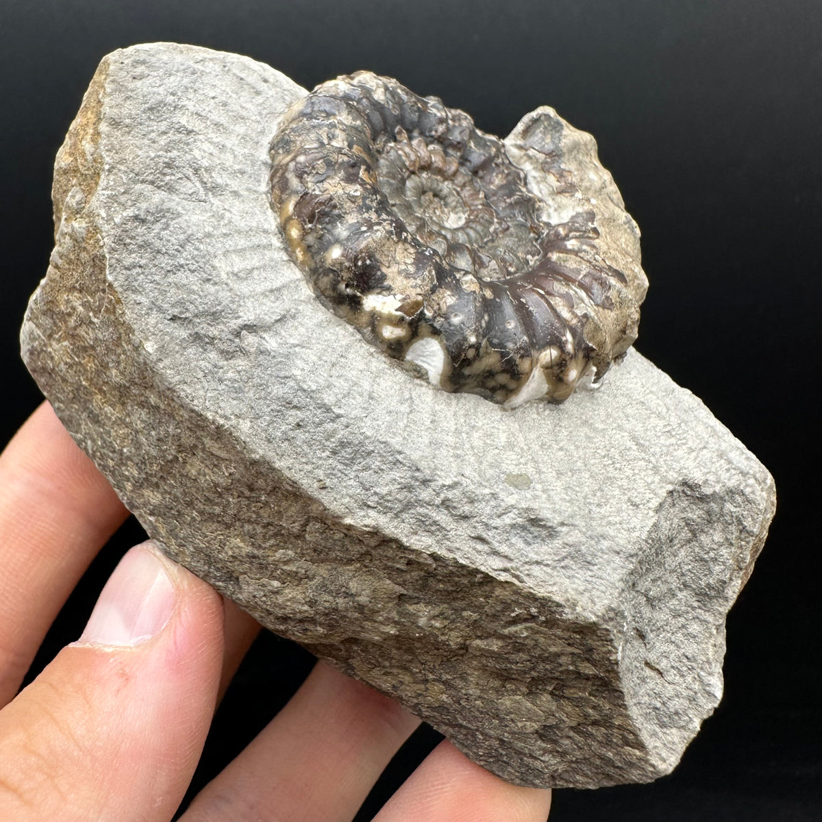 Androgynoceras maculatum ammonite fossil with box and stand - Whitby, North Yorkshire Jurassic Coast Yorkshire Fossils