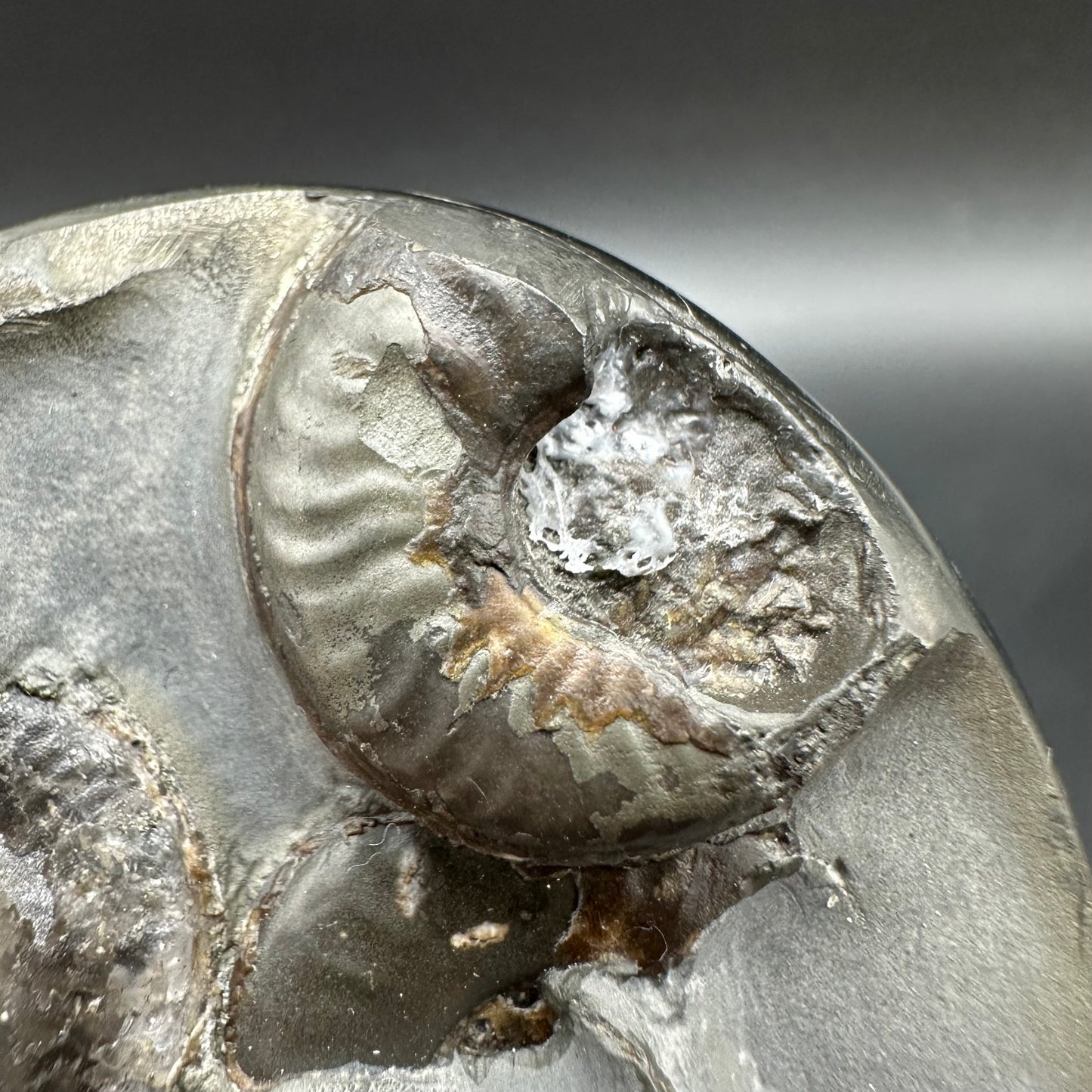 Golden Egg (GENUINE) Ammonite Fossil With Stand - Whitby, North Yorkshire Jurassic Coast Yorkshire Fossils