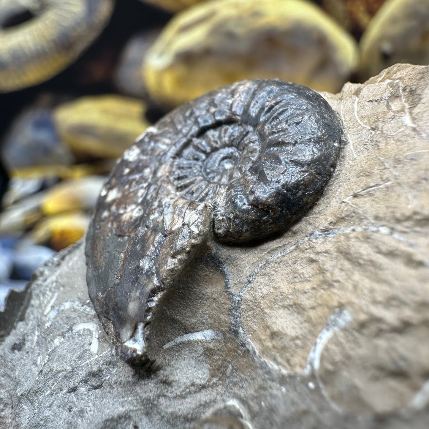 Amaltheus striatus ammonite fossil - Whitby, North Yorkshire