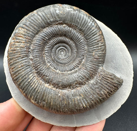 Dactylioceras clevelandicum Ammonite fossil with box and stand - Whitby, North Yorkshire Jurassic Coast