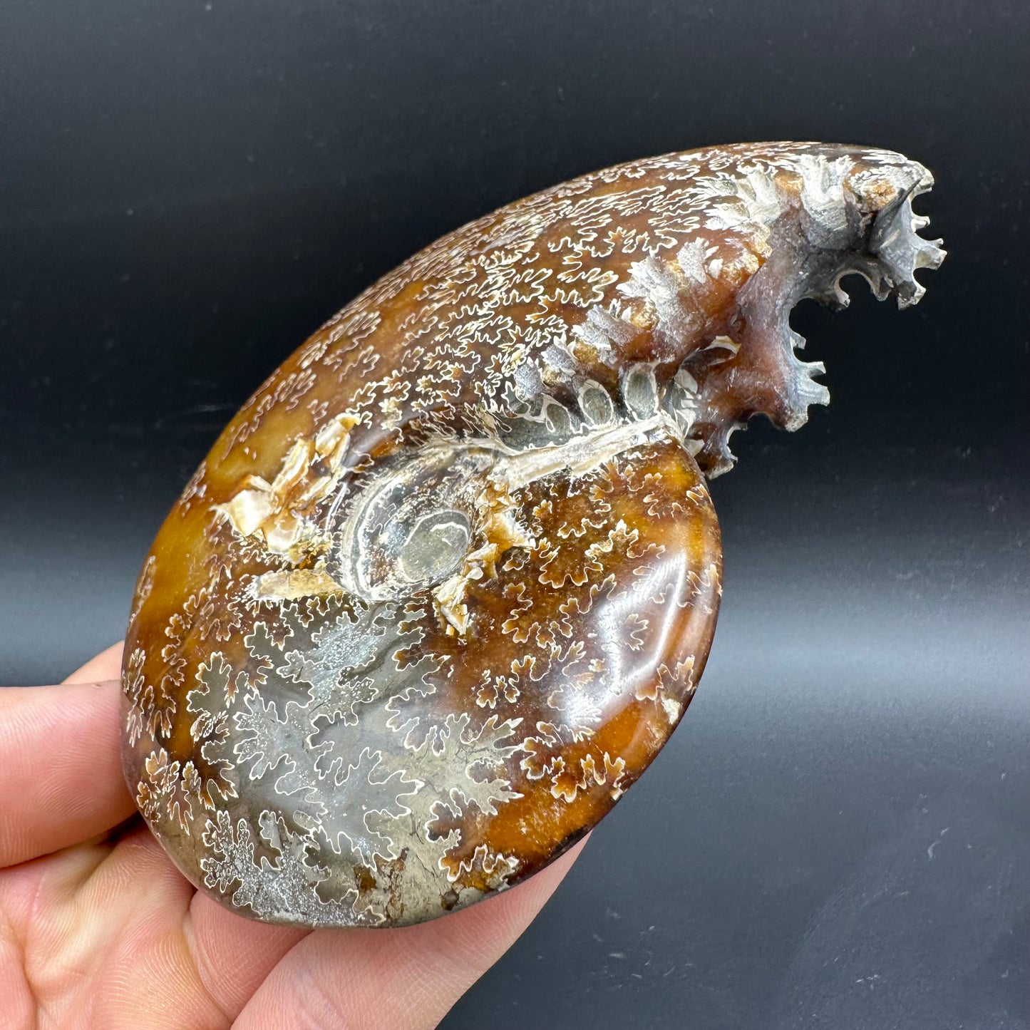 Cleoniceras Ammonite Fossil With Box And Stand - Cretaceous Ammonite Madagascar