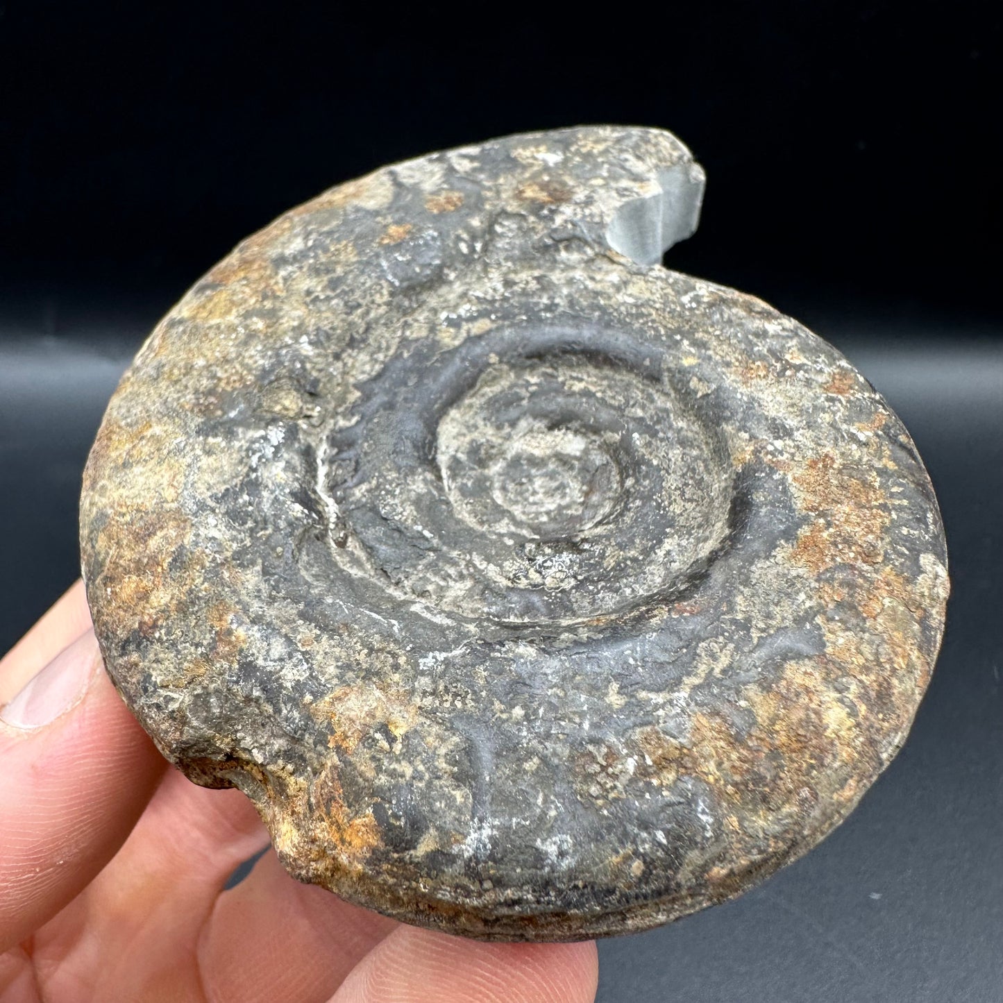 Hildoceras Bifrons Ammonite fossil with box and stand - Whitby, North Yorkshire Jurassic Coast, Yorkshire Fossils from the Jurassic Coast