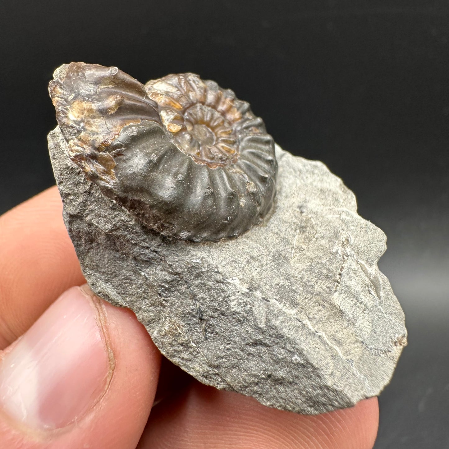 Amaltheus subnodosus Ammonite fossil with box and stand - Whitby, North Yorkshire Jurassic Coast Yorkshire Fossils