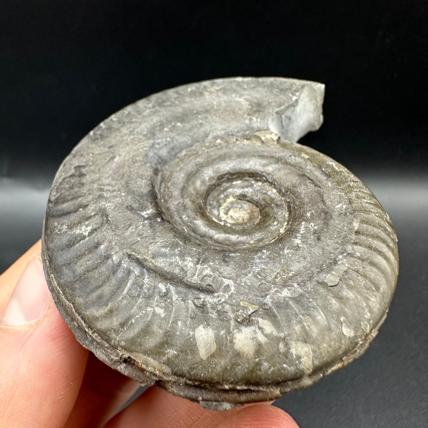 Hildoceras semipolitum Ammonite fossil with box and stand - Whitby, North Yorkshire Jurassic Coast, Yorkshire Fossils from the Jurassic Coast