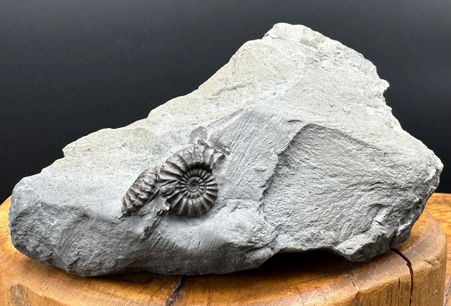 Promicroceras ammonite shell fossil with stand - Whitby, North Yorkshire Jurassic Coast Yorkshire Fossils