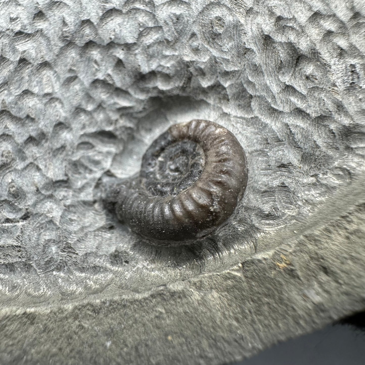 Gracile Multi-block Ammonite Fossil With Stand - Whitby, North Yorkshire Jurassic Coast Yorkshire Fossils