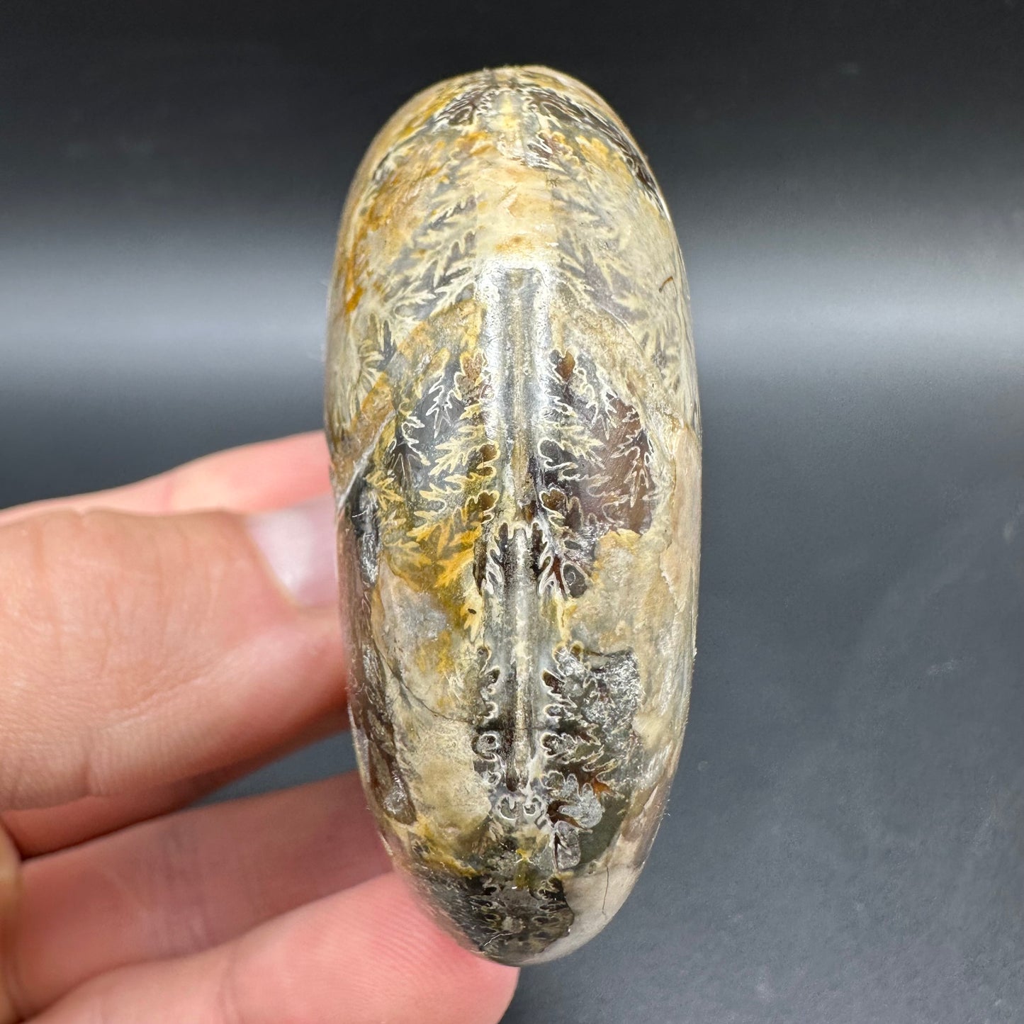 Puzosia Ammonite Fossil With Box And Stand - Cretaceous Ammonite Madagascar