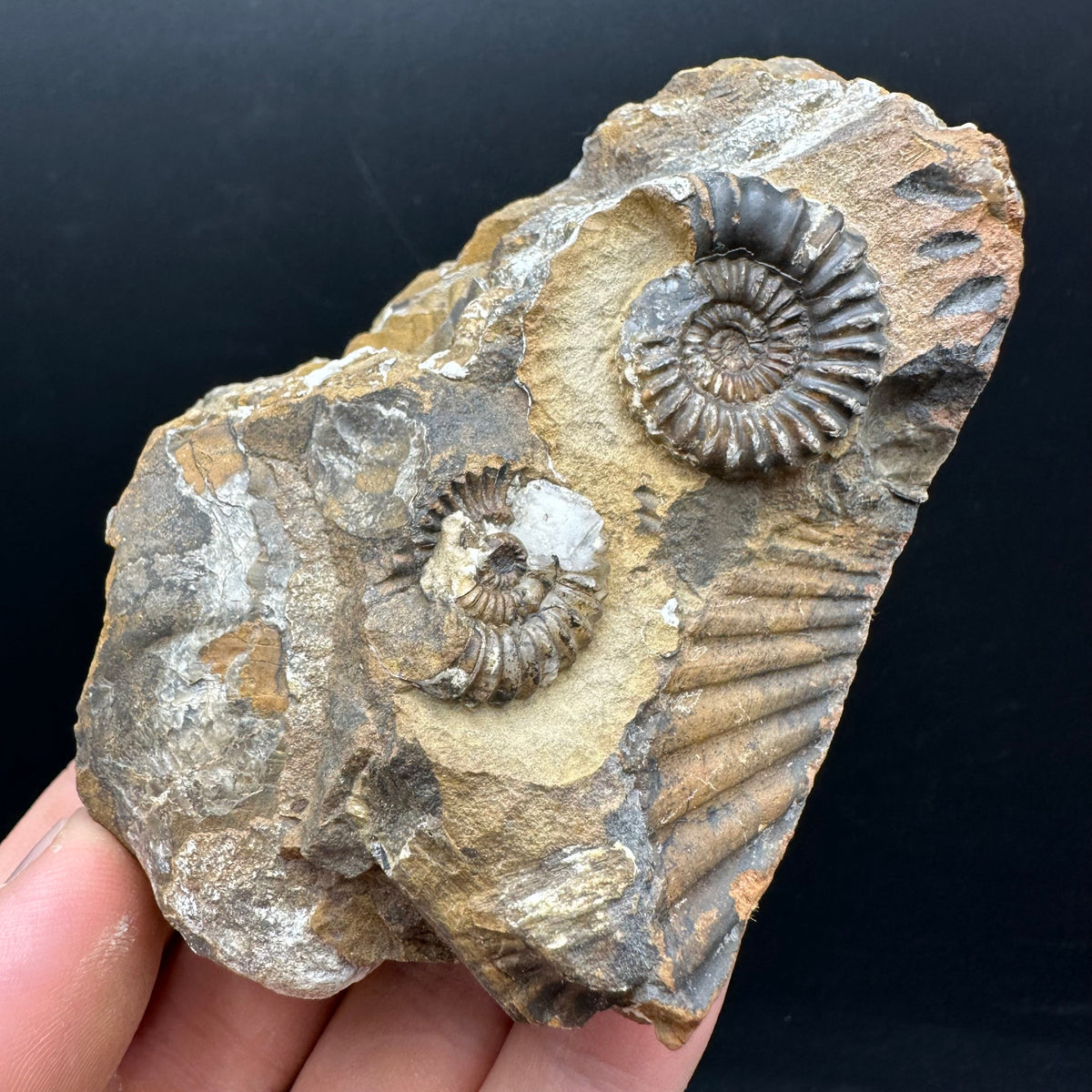 Androgynoceras capricornus Ammonite Fossil With Stand - Whitby, North Yorkshire Jurassic Coast Yorkshire Fossils