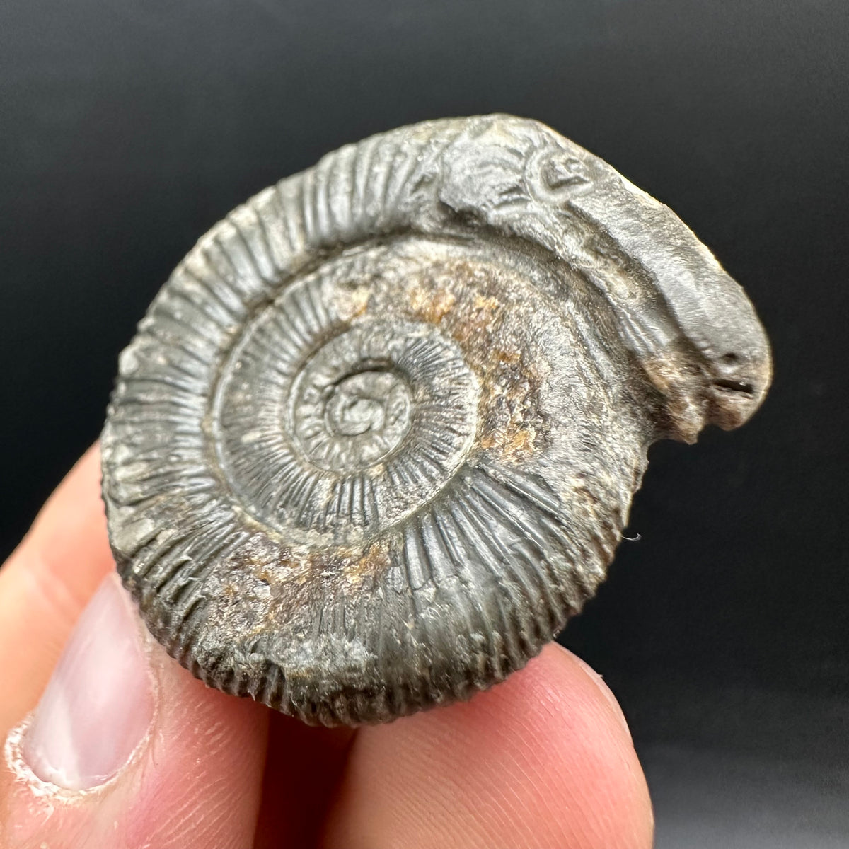 Snakestone Ammonite Fossil With Bag/Box And Stand - Whitby, North Yorkshire Jurassic Coast Yorkshire Fossils