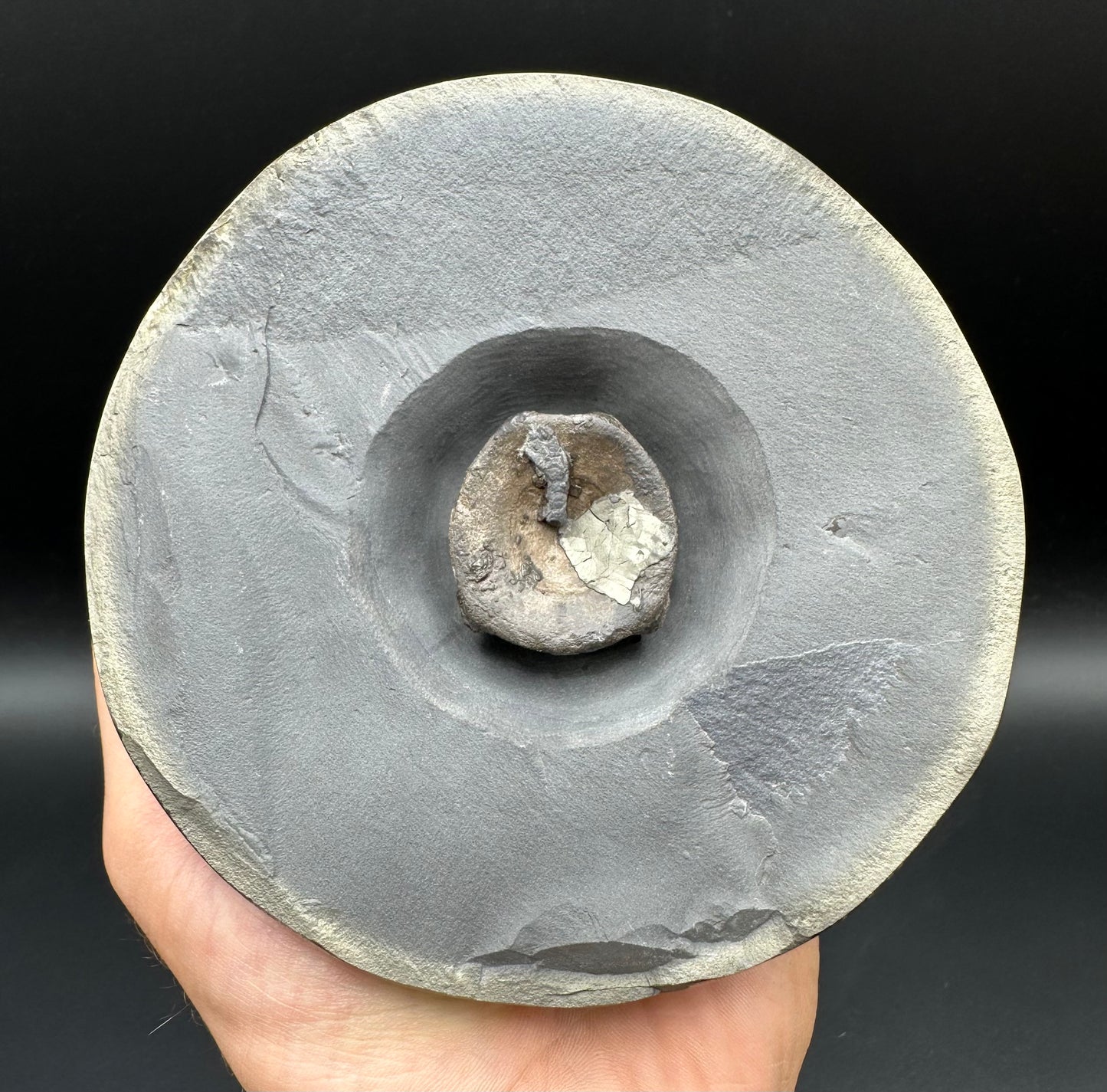 Golden Egg (IMPLANT) Ichthyosaur Vertebra fossil with stand - Whitby, North Yorkshire Jurassic Coast