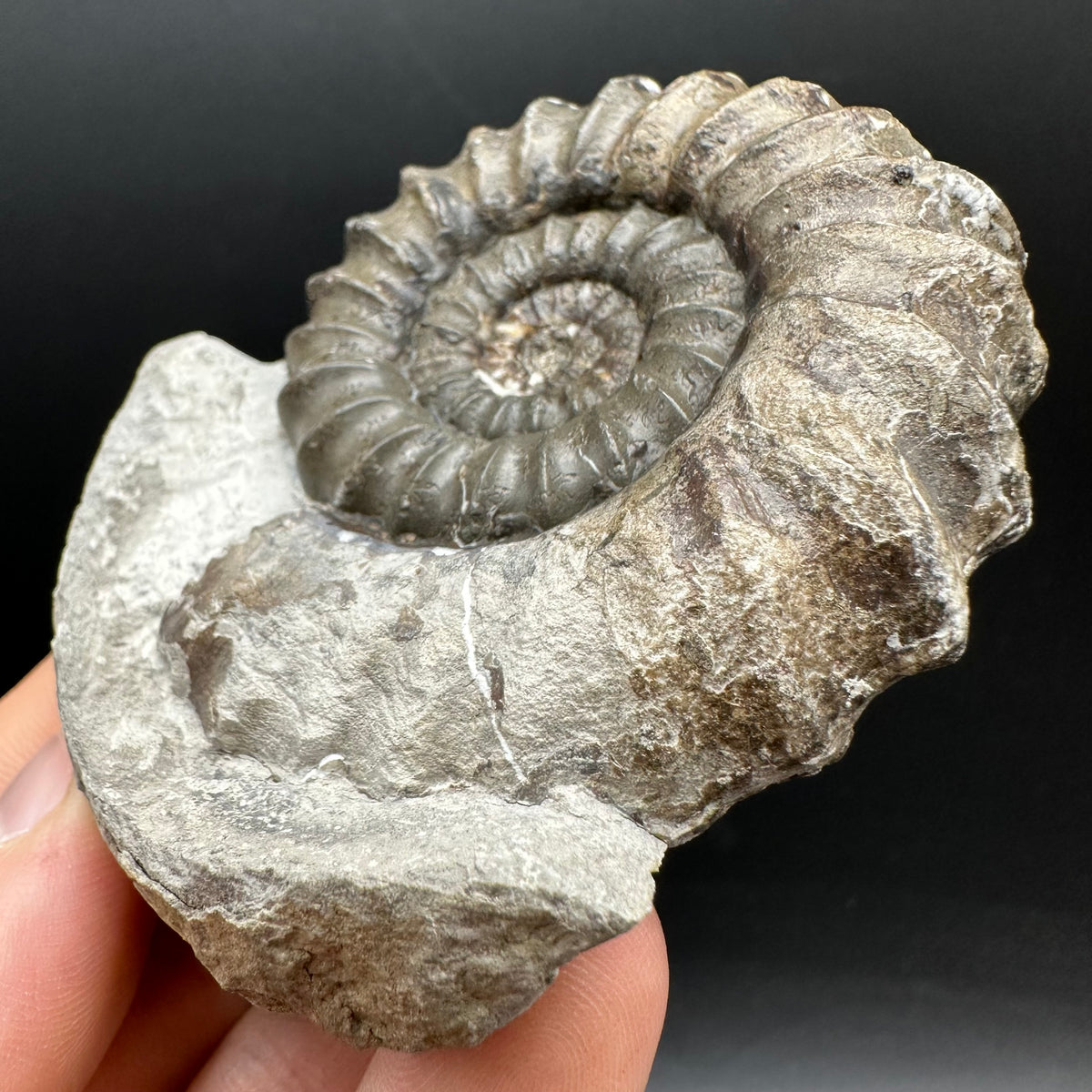 Androgynoceras maculatum ammonite fossil with box and stand - Whitby, North Yorkshire Jurassic Coast Yorkshire Fossils