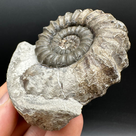 Androgynoceras maculatum ammonite fossil with box and stand - Whitby, North Yorkshire Jurassic Coast Yorkshire Fossils