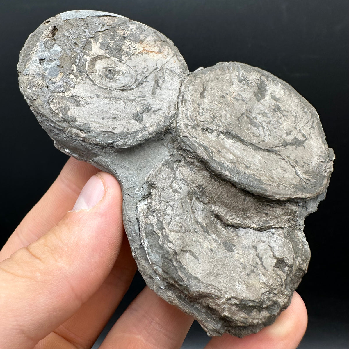 Ichthyosaur Vertebrae fossil with box and stand - Whitby, North Yorkshire Jurassic Coast, Yorkshire fossils found on the Jurassic Coast
