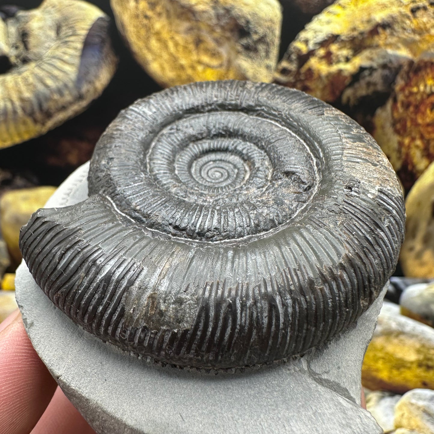 Dactylioceras tenuicostatum ammonite fossil - Whitby, North Yorkshire Jurassic Coast Yorkshire Fossils