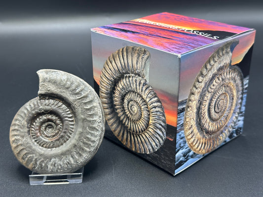 Hildoceras lusitanicum ammonite fossil - Whitby, North Yorkshire, Jurassic Coast, Yorkshire Fossils