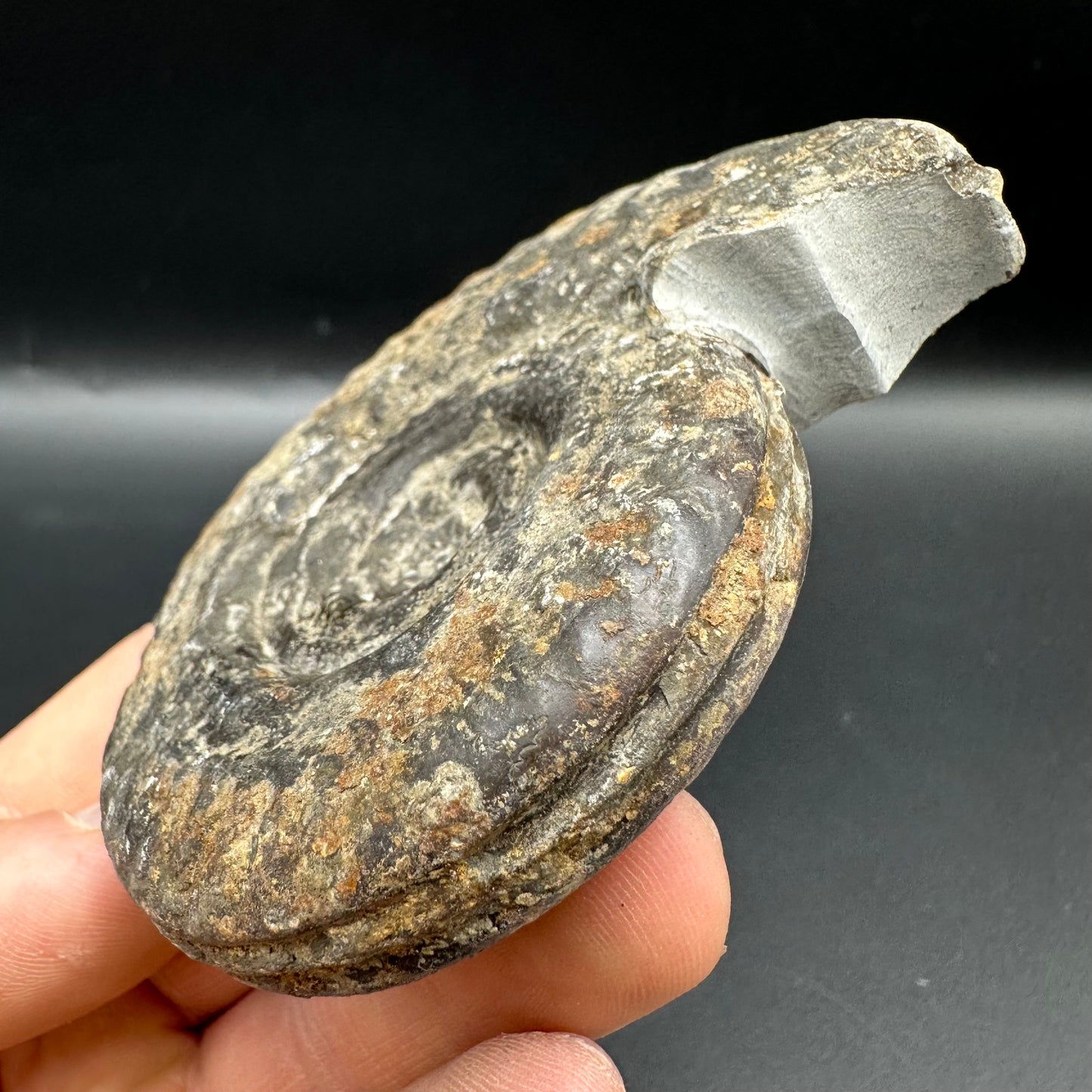 Hildoceras Bifrons Ammonite fossil with box and stand - Whitby, North Yorkshire Jurassic Coast, Yorkshire Fossils from the Jurassic Coast