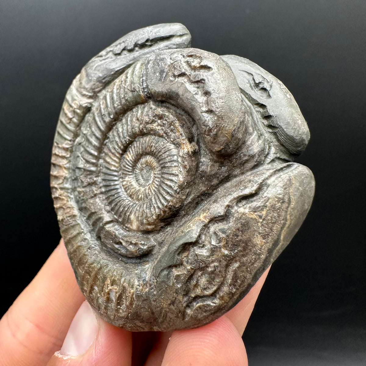 Hydra Snakestone Ammonite Fossil With Bag/Box And Stand - Whitby, North Yorkshire Jurassic Coast Yorkshire Fossils