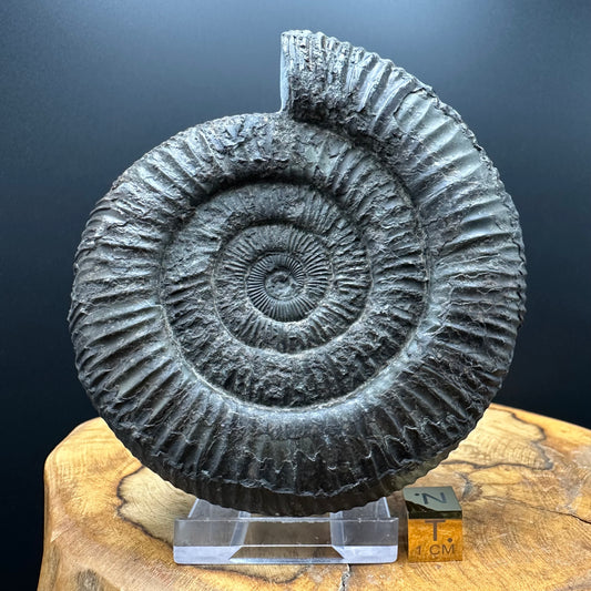 Dactylioceras Ammonite Fossil With box and Stand - Whitby, North Yorkshire Jurassic Coast Yorkshire Fossils