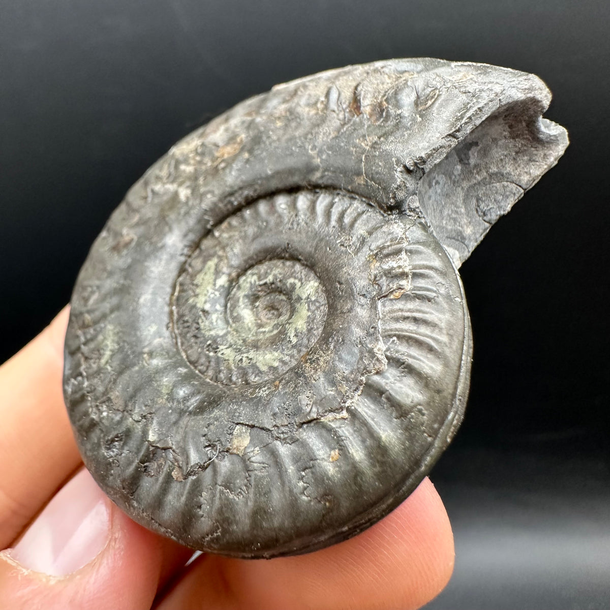 Hildoceras Bifrons Ammonite fossil with stand - Whitby, North Yorkshire Jurassic Coast, Yorkshire Fossils from the Jurassic Coast
