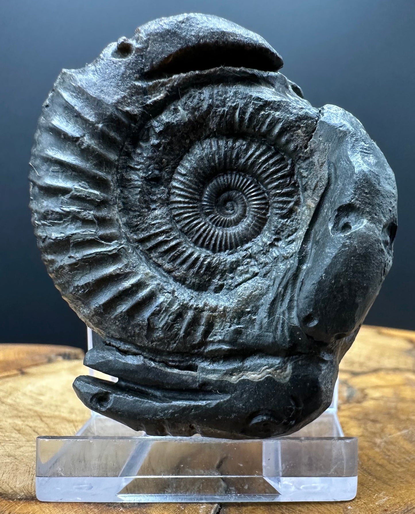 Hydra Snakestone Ammonite Fossil With Bag/Box And Stand - Whitby, North Yorkshire Jurassic Coast Yorkshire Fossils