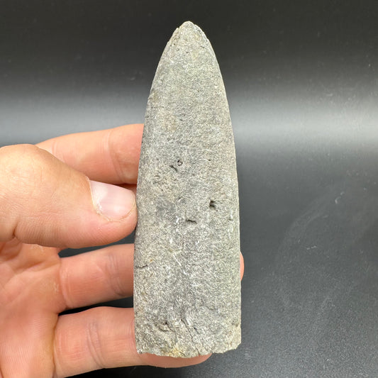 Belemnite (Fossil Squid) shell fossil - Whitby, North Yorkshire Jurassic Coast Yorkshire Fossils