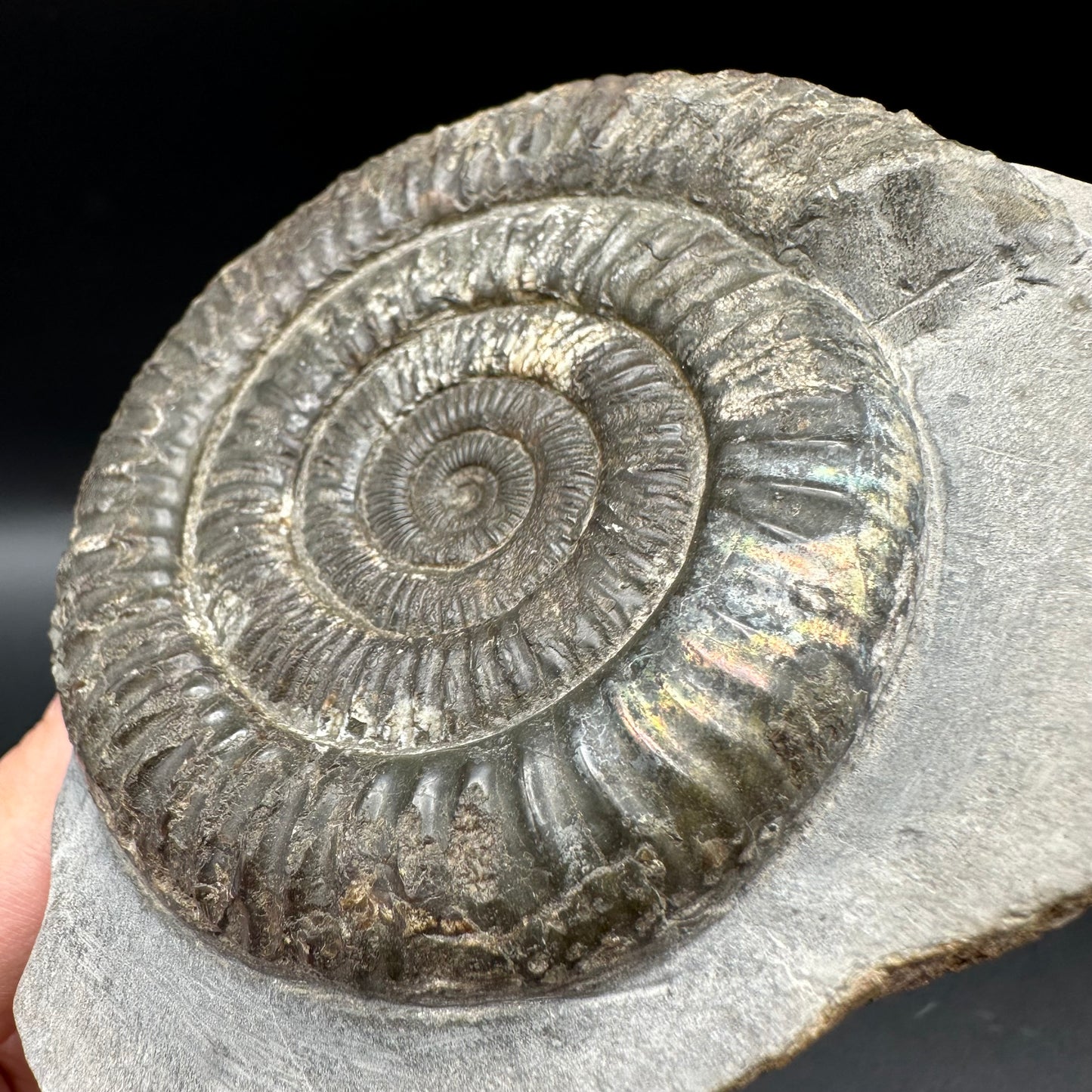 Iridescent Dactylioceras Ammonite Fossil With Box And Stand - Whitby, North Yorkshire Jurassic Coast Yorkshire Fossils