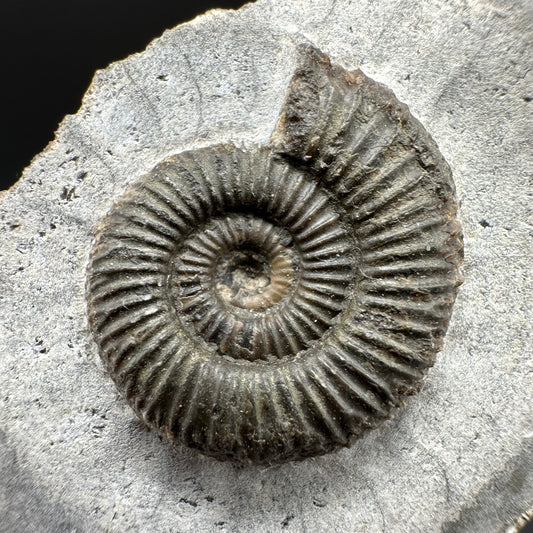 Dactylioceras Ammonite Fossil With Box And Stand - Whitby, North Yorkshire Jurassic Coast Yorkshire Fossils