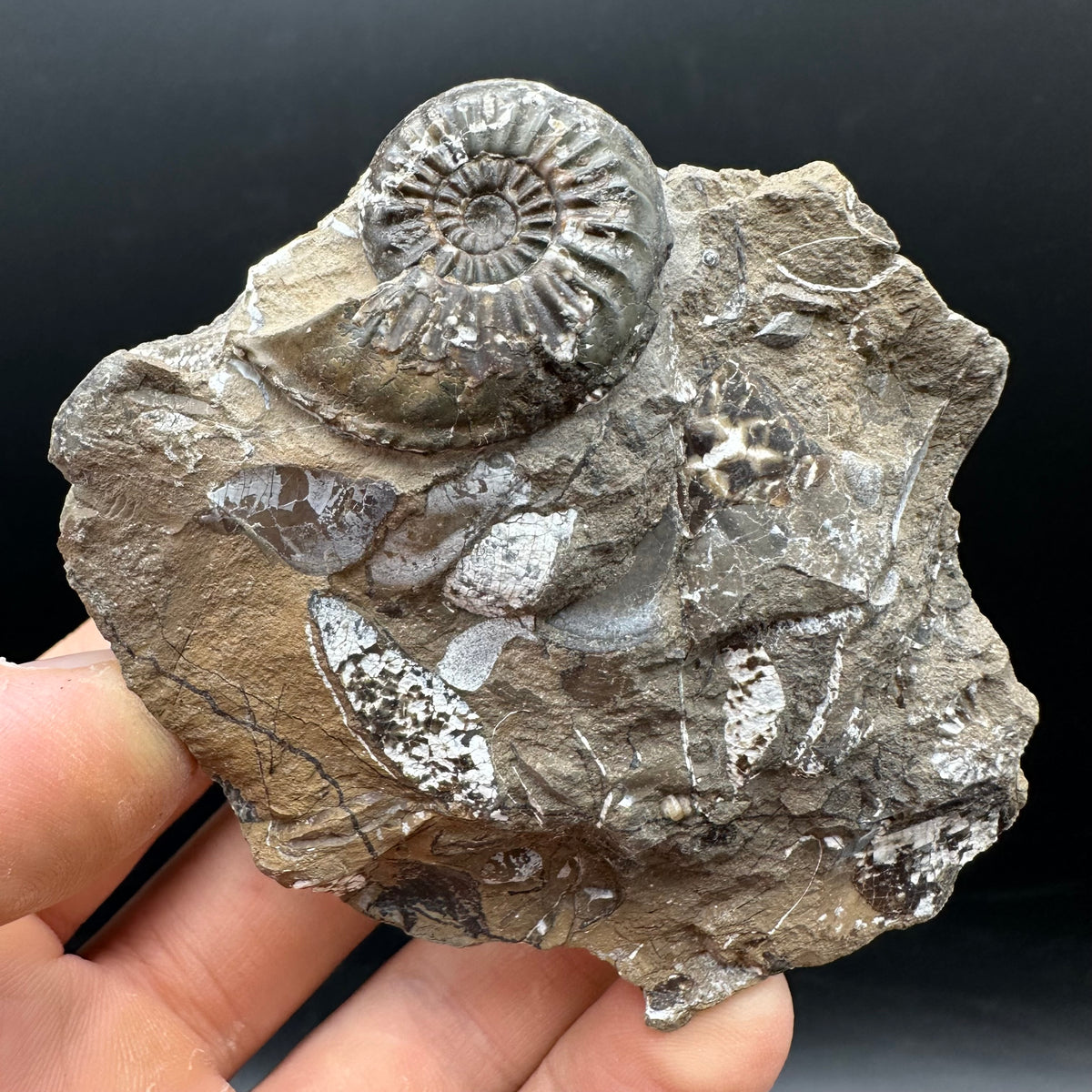 Amaltheus subnodosus Ammonite fossil with stand - Whitby, North Yorkshire Jurassic Coast Yorkshire Fossils