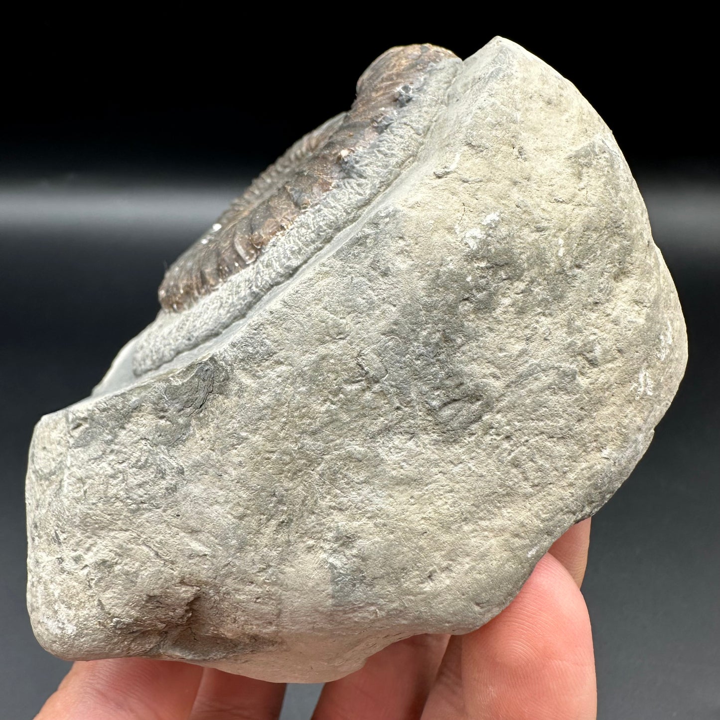 Peronoceras fibulatum ammonite fossil with box and stand - Whitby, North Yorkshire Jurassic Coast Yorkshire Fossils